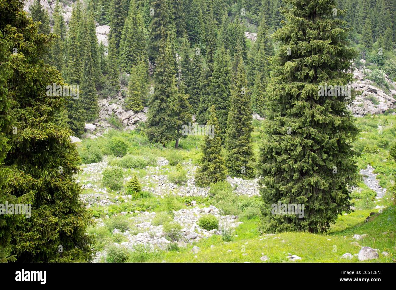 Summer alpine forests fir forest in mountains Stock Photo Alamy