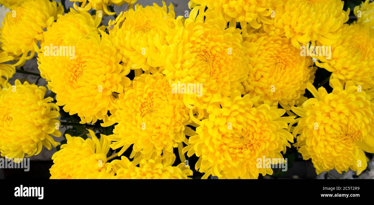Background closeup of unwrapped yellow chrysanthemums flowers Stock Photo