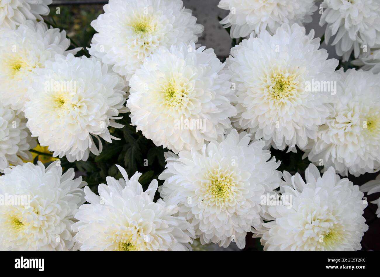 Background closeup of unwrapped white chrysanthemums flowers Stock Photo