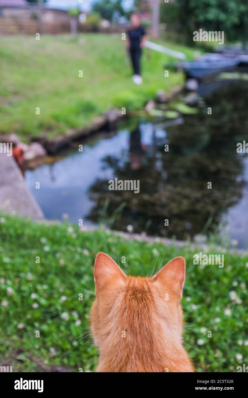 cat waiting for someone Stock Photo