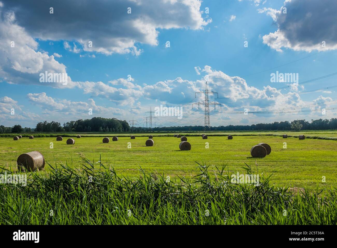 Feld mit Ernte und Strommasten Stock Photo