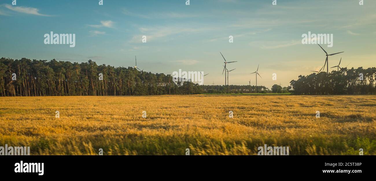Feld mit Ernte und Windrädern Stock Photo