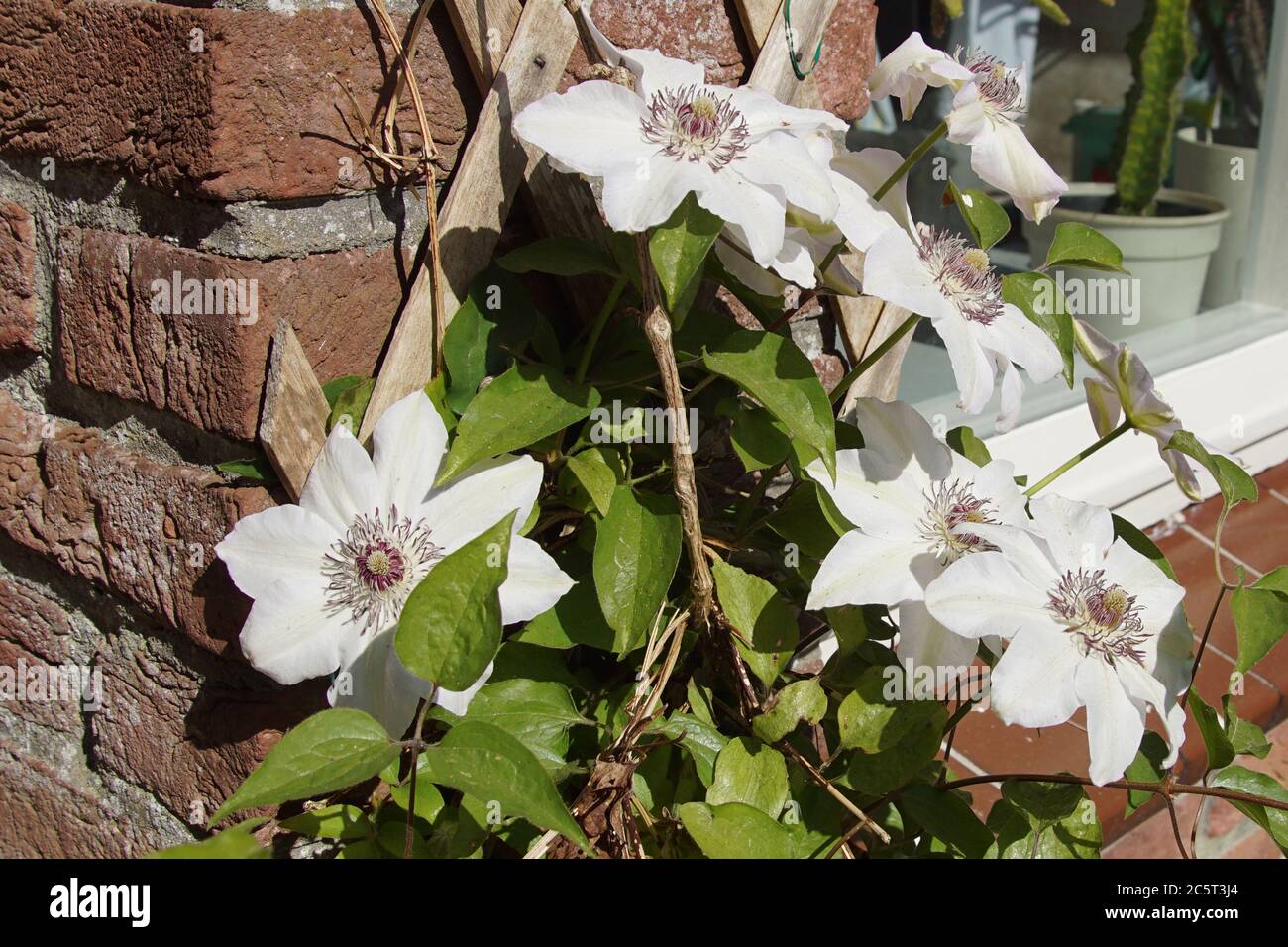 Garden hybrid. Clematis miss bateman. Buttercup family, Ranunculaceae. White flowers and flowering next to the window in a Dutch garden. Spring Stock Photo
