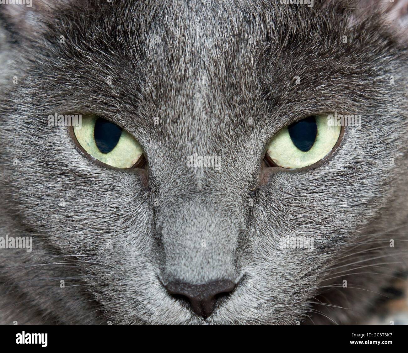 Burmese cat with blue eyes 2025