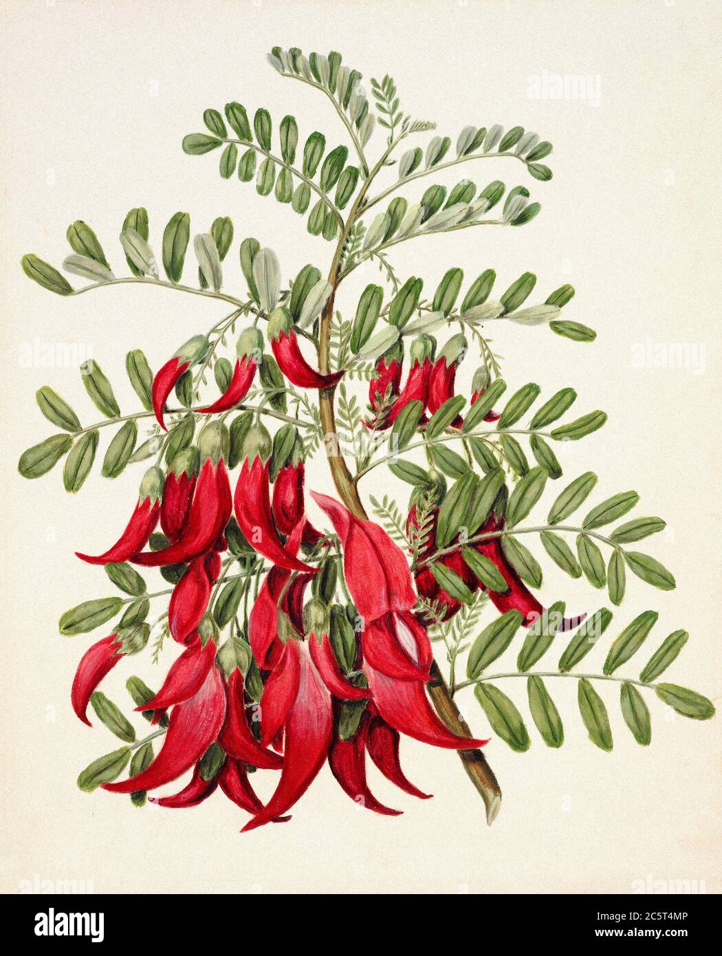 Antique plant Kowhai - Clianthus puniceus drawn by Sarah Featon (1848–1927). Stock Photo