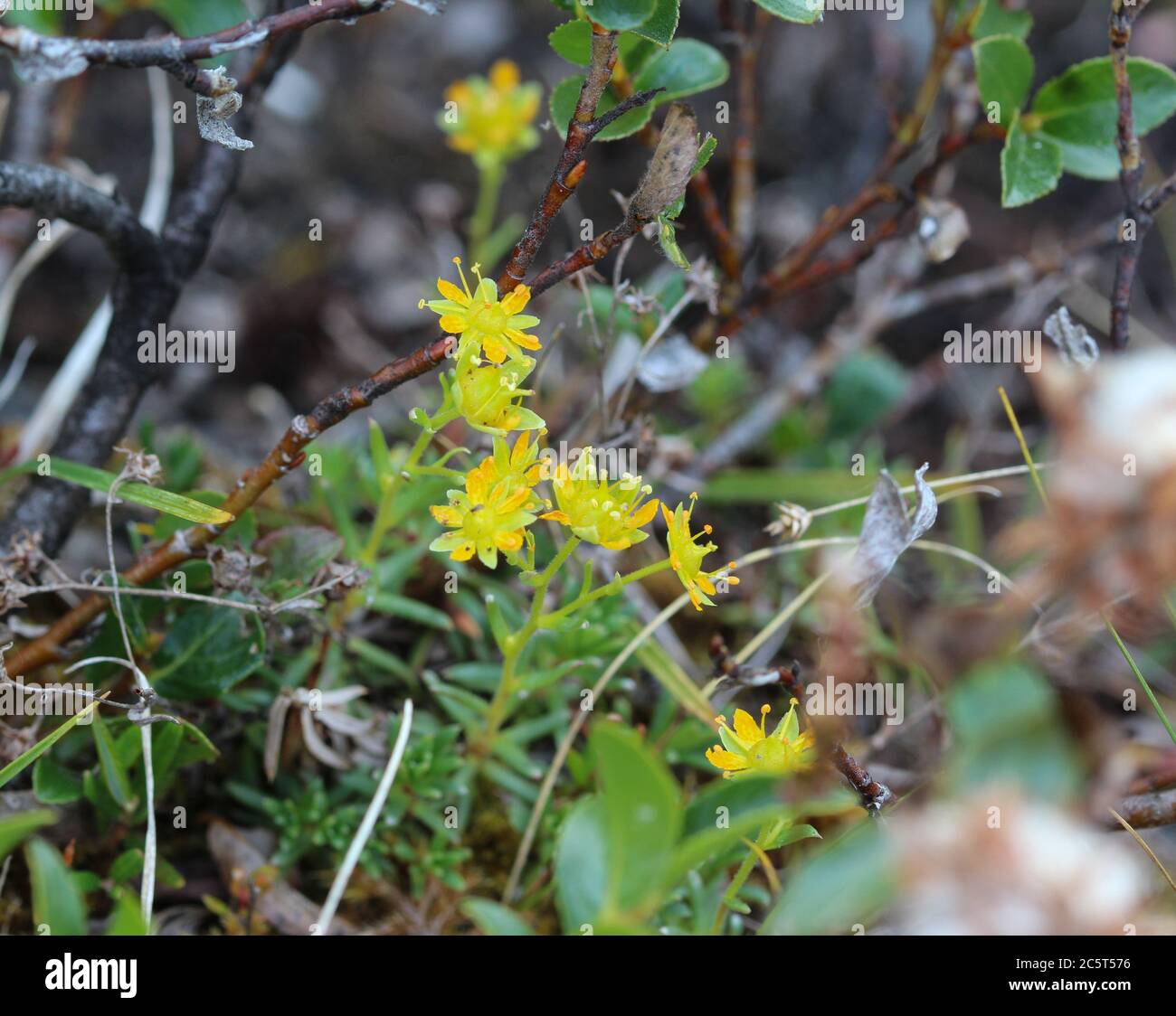 Close up of Saxifraga aizoides flower, also known as yellow mountain saxifrage or yellow saxifrage Stock Photo