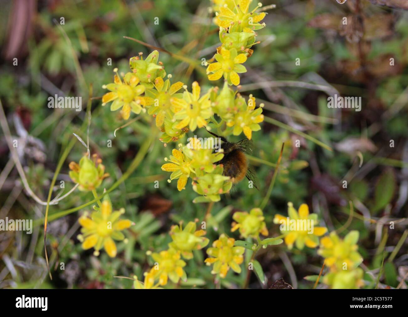 Close up of Saxifraga aizoides flower, also known as yellow mountain saxifrage or yellow saxifrage Stock Photo