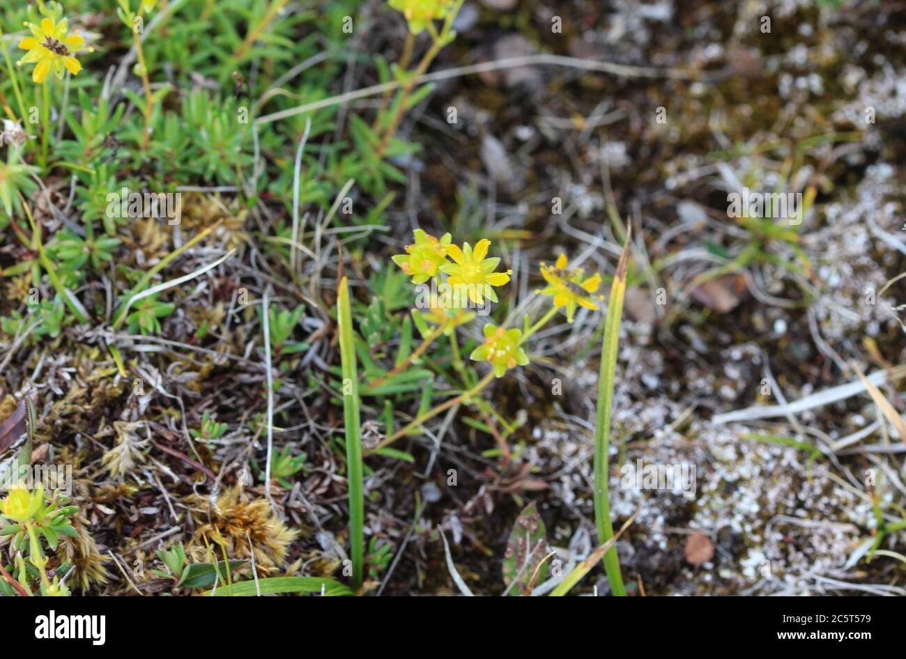 Close up of Saxifraga aizoides flower, also known as yellow mountain saxifrage or yellow saxifrage Stock Photo