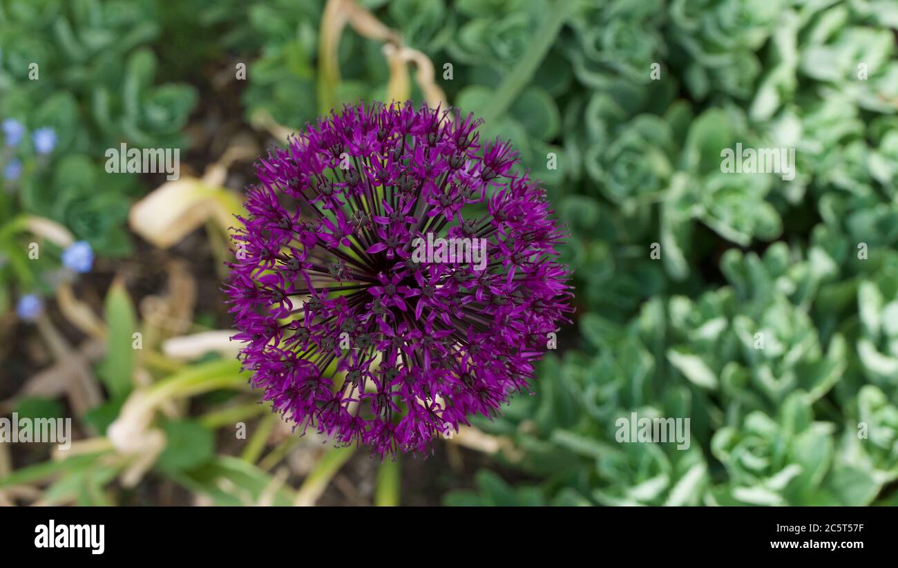 Simple purple allium flower in garden against lush flower bed  Stock Photo