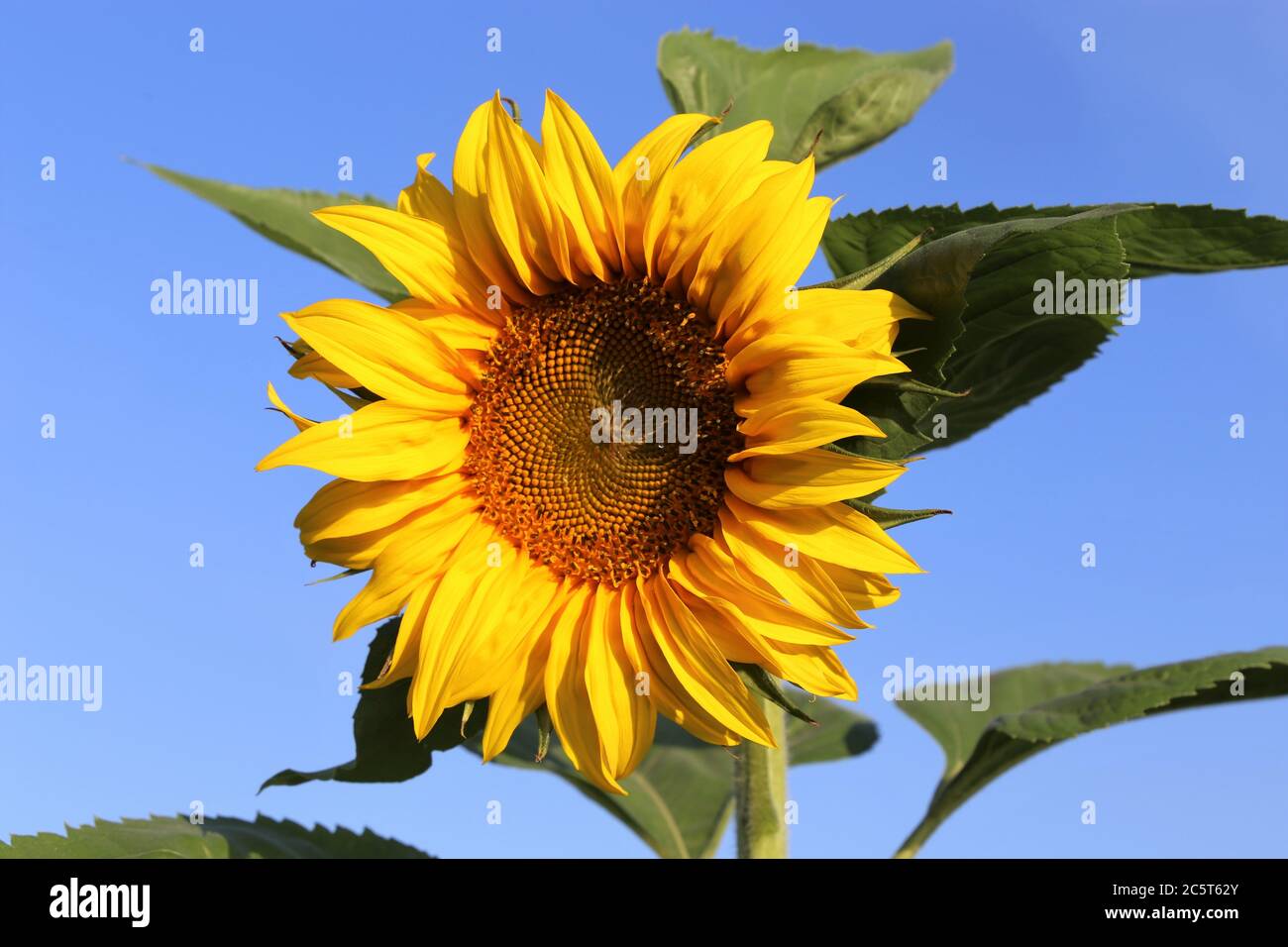 Sonnenblume (helianthus Annuus Stock Photo - Alamy