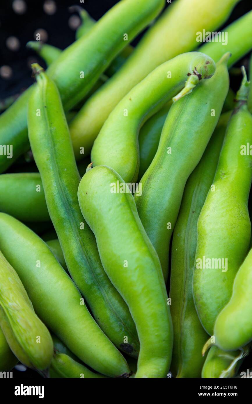 Harvest broad bean hires stock photography and images Alamy