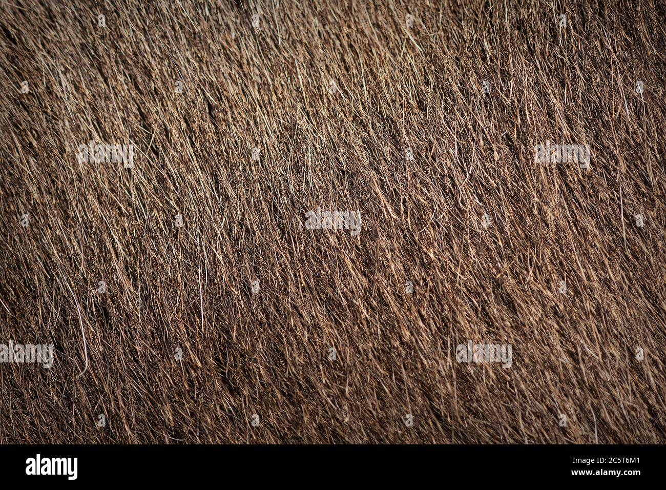 donkey textured fur for your design, brown hair on farm animal Stock Photo