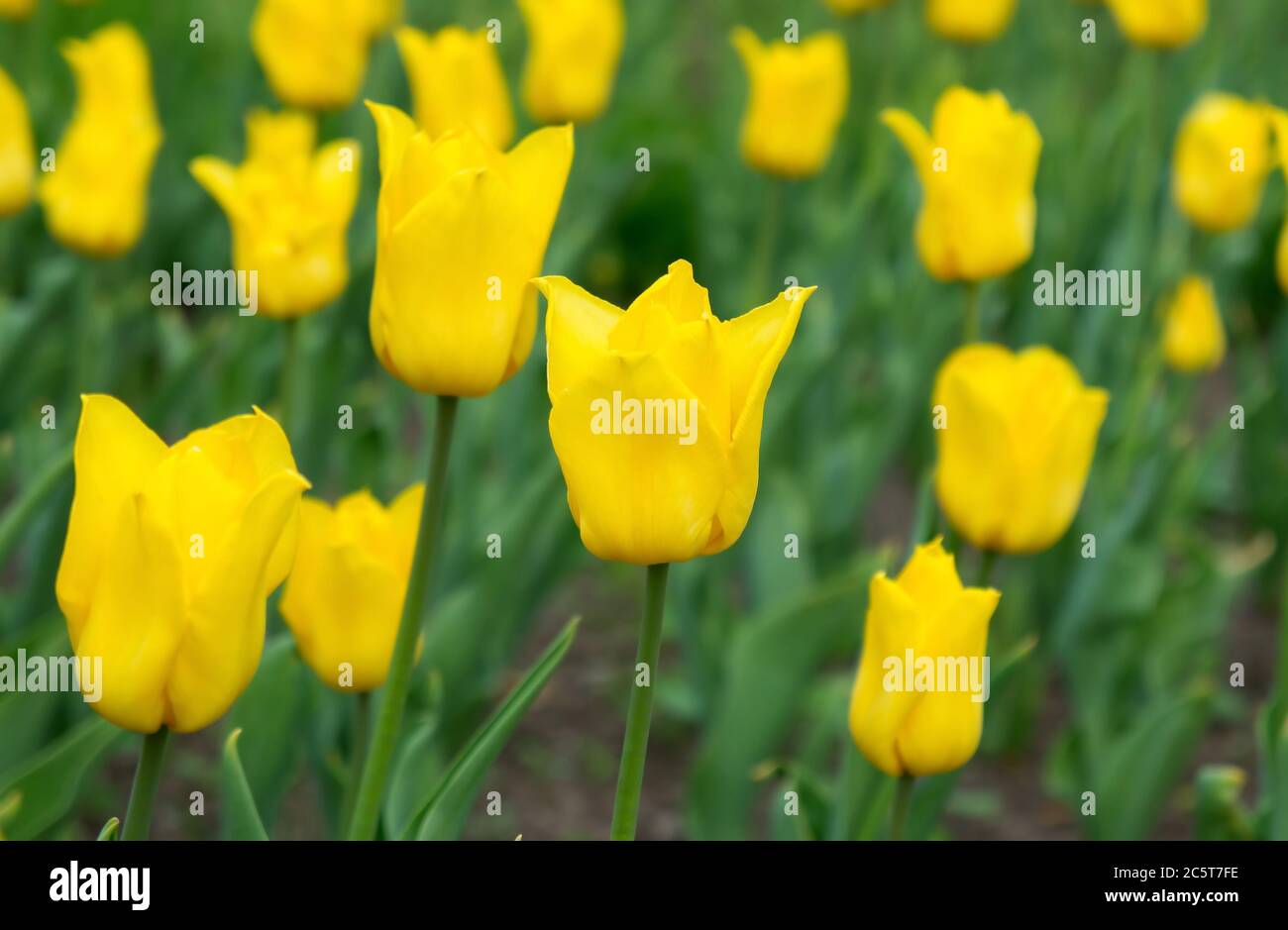 Yellow tulips in the beautiful field in spring Stock Photo - Alamy