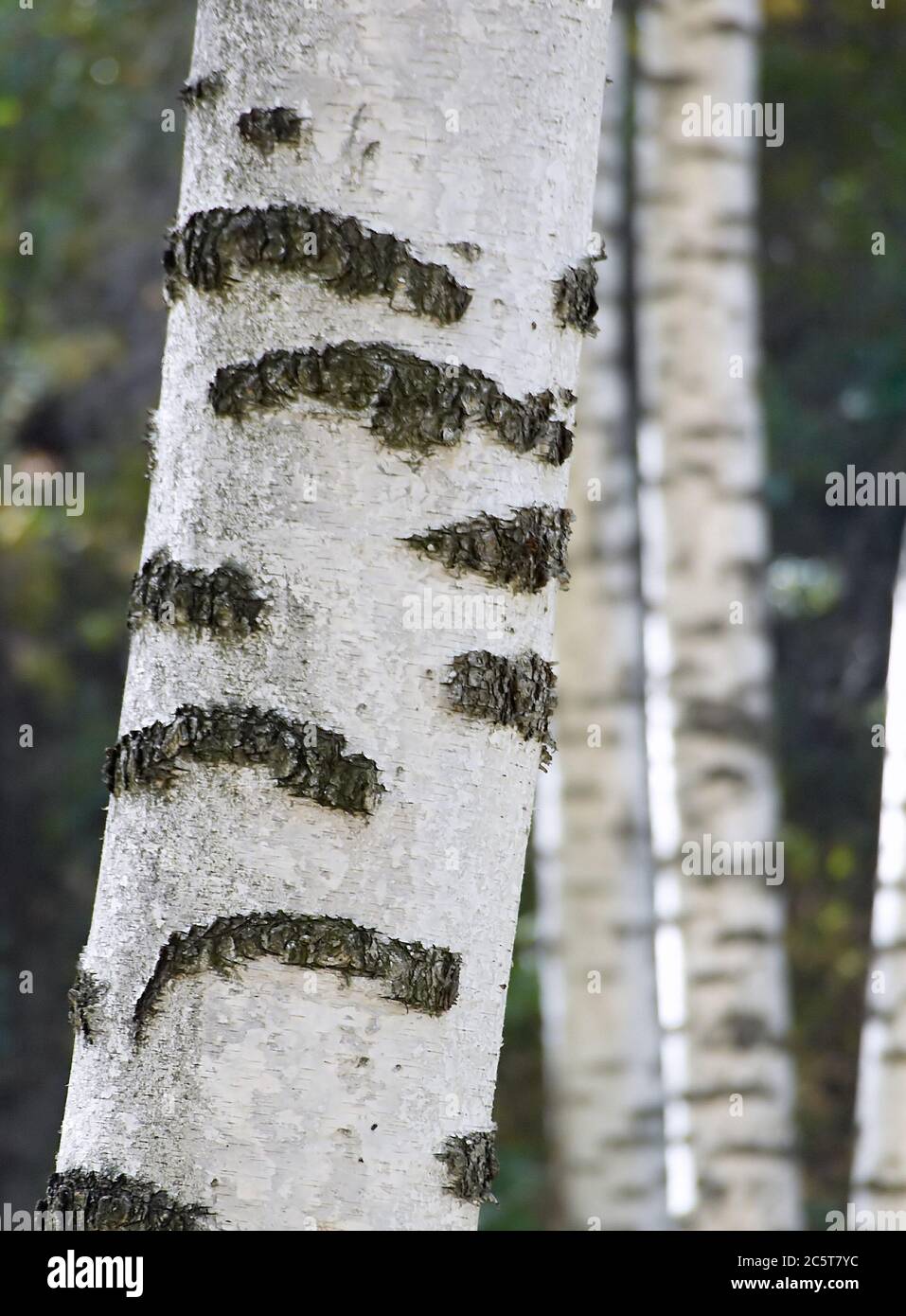 Natural bark of white birch Stock Photo Alamy