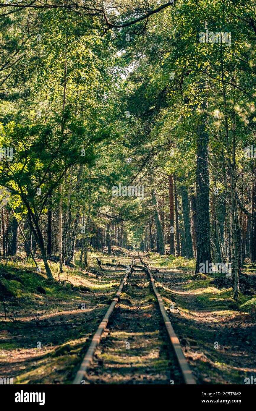 Empty narrow gauge railroad through the green pine forest Stock Photo