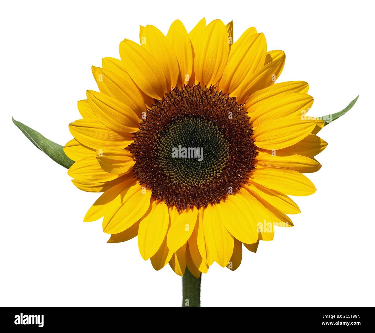 Beautiful yellow Sunflower isolated over white. Clipping path Stock ...