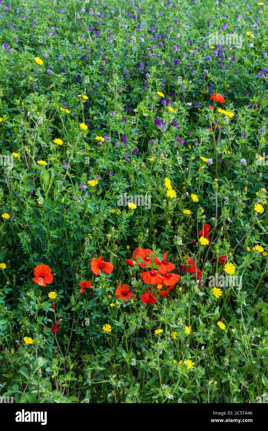 Poppies and Sow Thistle weeds at edge of field of Alfalfa crops, sud ...