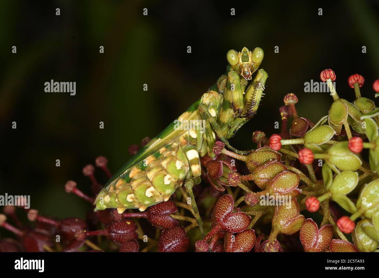 Banded flower mantis (Theopropus elegans), on Nepenthes flower, Borneo/Malaysia Stock Photo