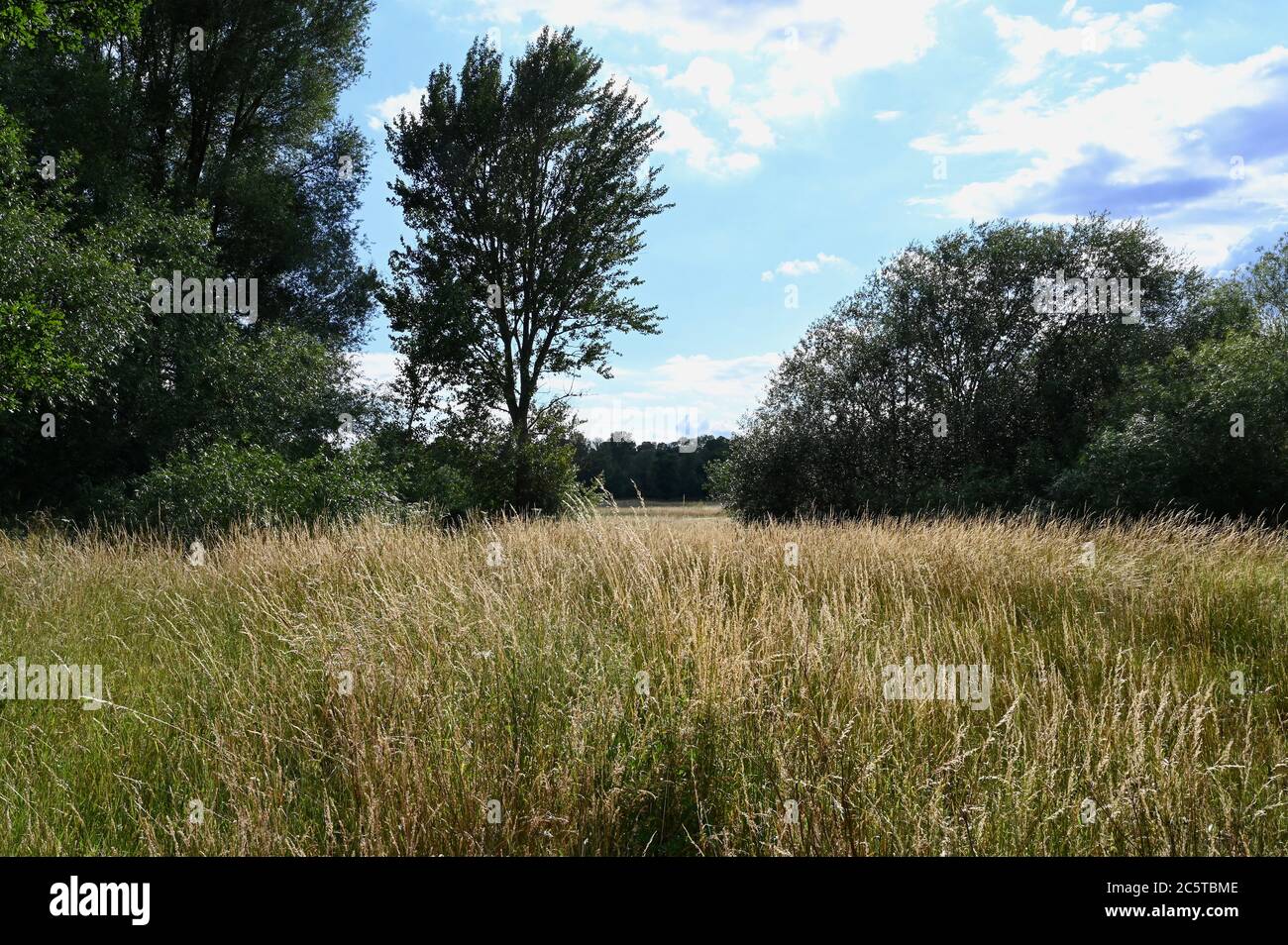 Long Grass, Foots Cray Meadows, Sidcup, Kent. UK Stock Photo