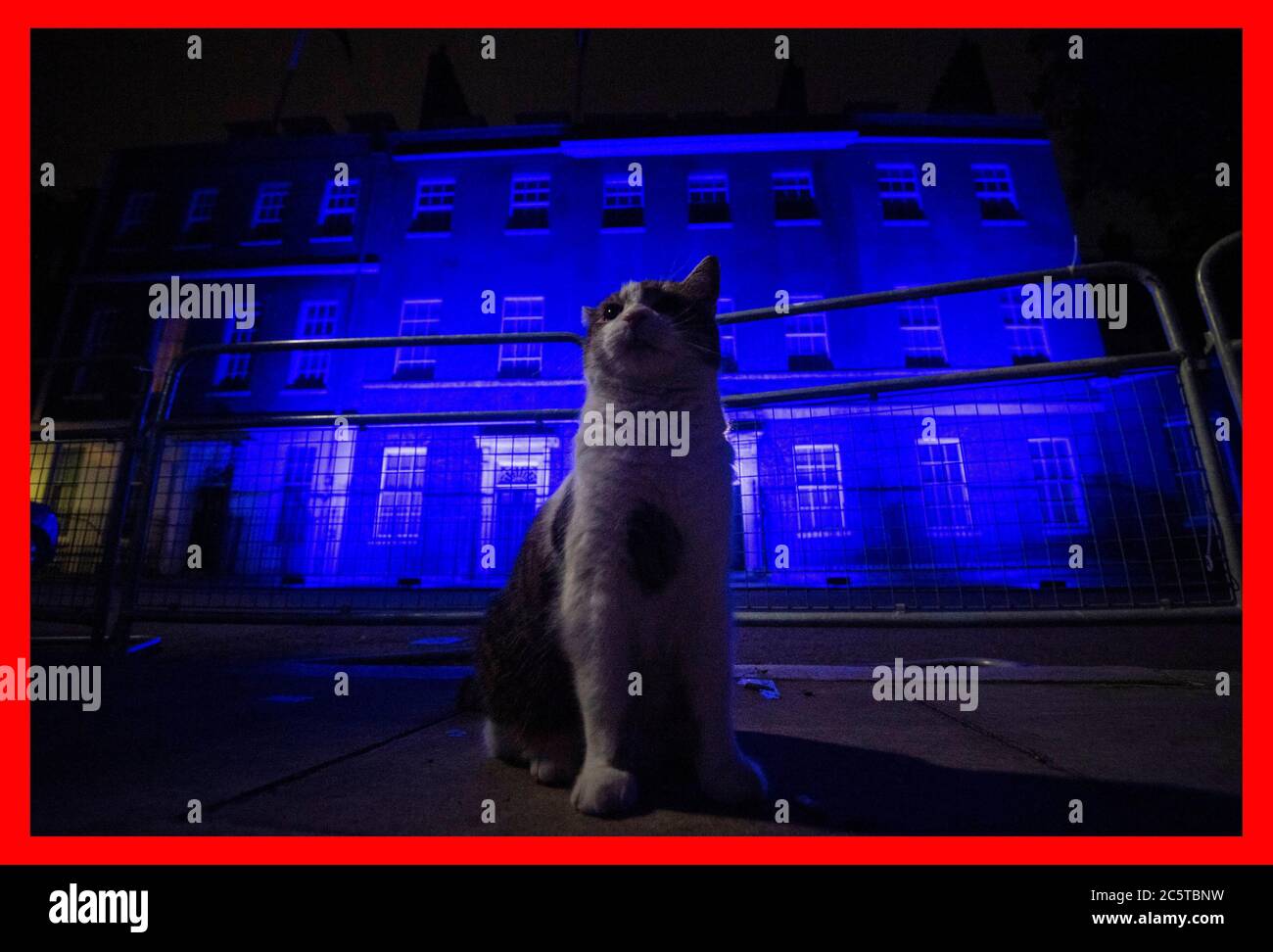 Larry the cat stands in front of 10 Downing Street in London as it is illuminated blue on Saturday evening as part of the NHS birthday celebrations. Stock Photo