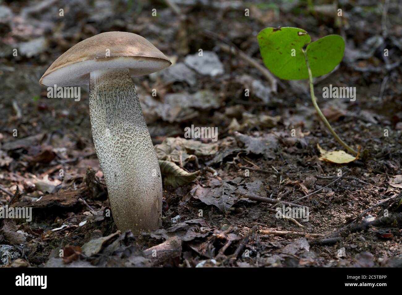 Wild bolete mushroom Leccinum duriusculum growing in the poplar forest. Edible mushroom, natural condition. Stock Photo