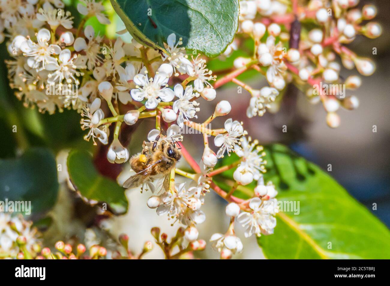 Tiny white Viburnum Tinus flowers beginning to blossom in the last