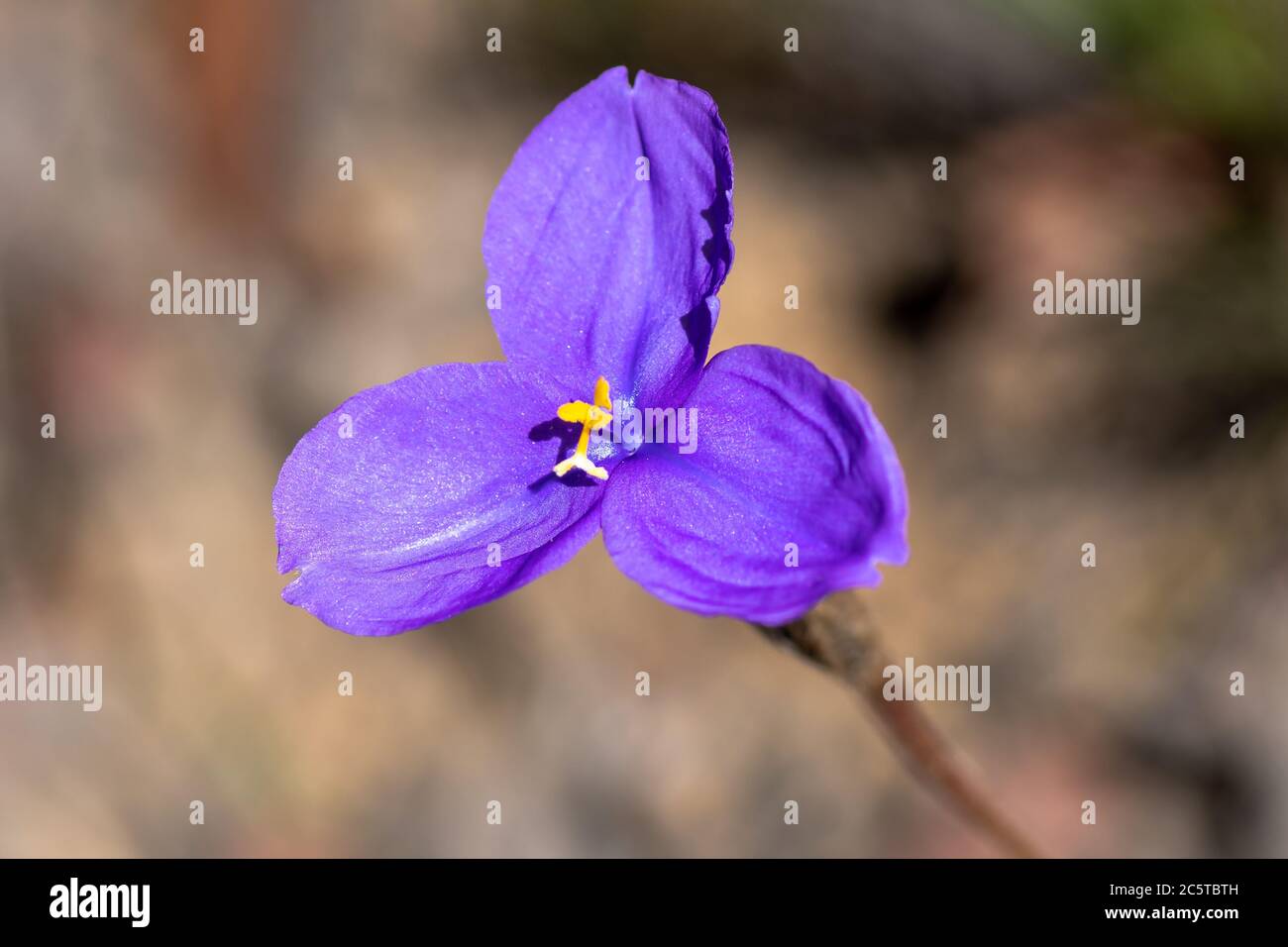 Patersonia sericea, commonly known as the purple flag, native iris, silky purple flag or native flag is a species of plant in the iris family Iridacea Stock Photo