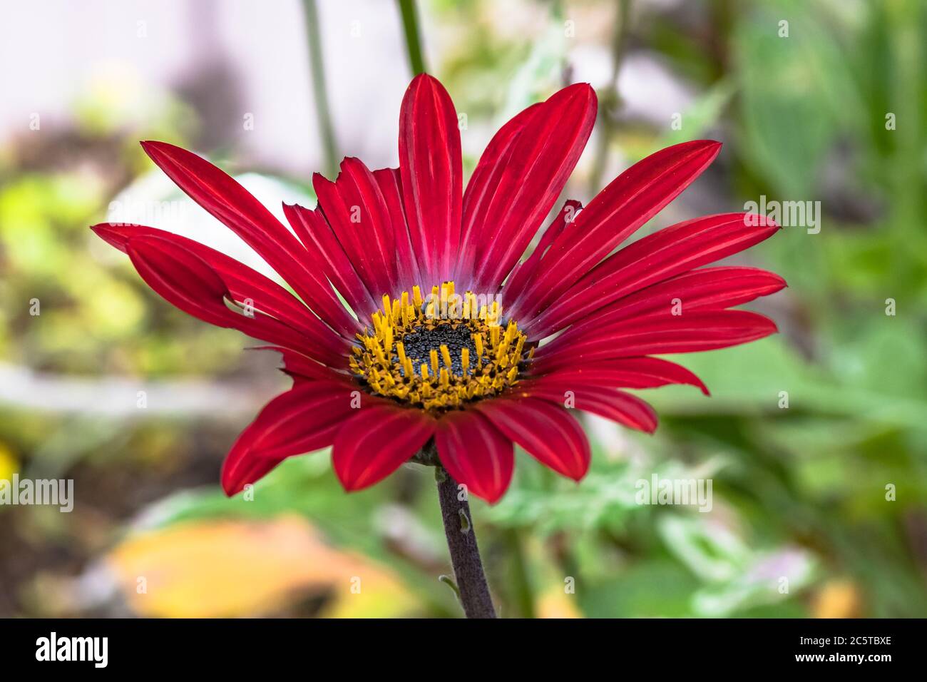 Red Flower in the Garden - Arctotis Hybrid Red Magic Stock Photo