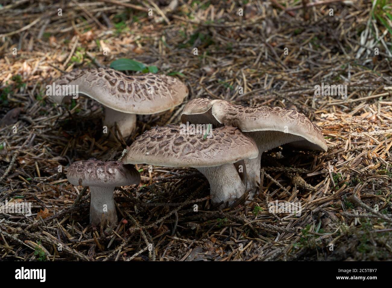 Edible mushroom Sarcodon imbricatus growing in the needles in the spruce forest. Also known as shingled hedgehog or scaly hedgehog. Stock Photo