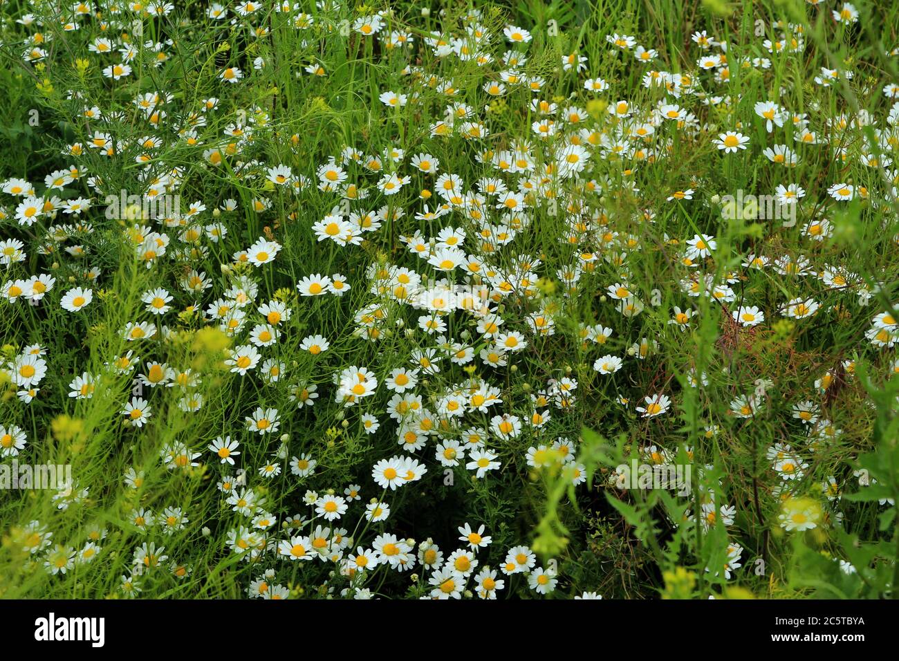 Chamomile carpet hi-res stock photography and images - Alamy