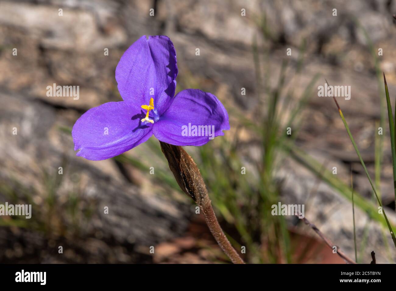 Patersonia sericea, commonly known as the purple flag, native iris, silky purple flag or native flag is a species of plant in the iris family Iridacea Stock Photo