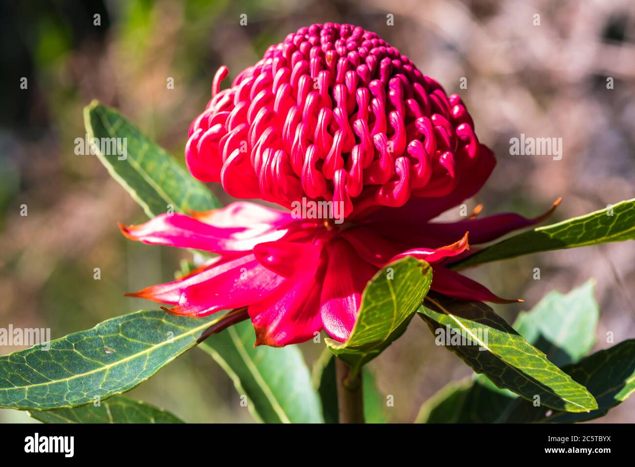The Waratah is an Australian bush native  The most well-known species in this genus is Telopea speciosissima, which has bright red flowers and is the Stock Photo