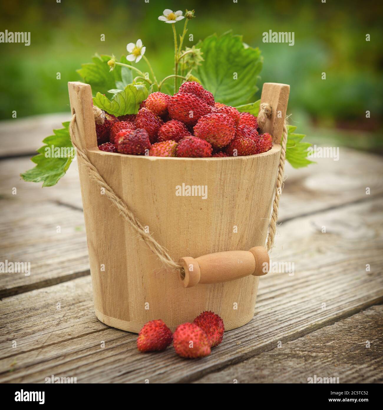 Fresh, juicy red strawberries in a wooden small bucket, stands on a wooden natural table. Stock Photo