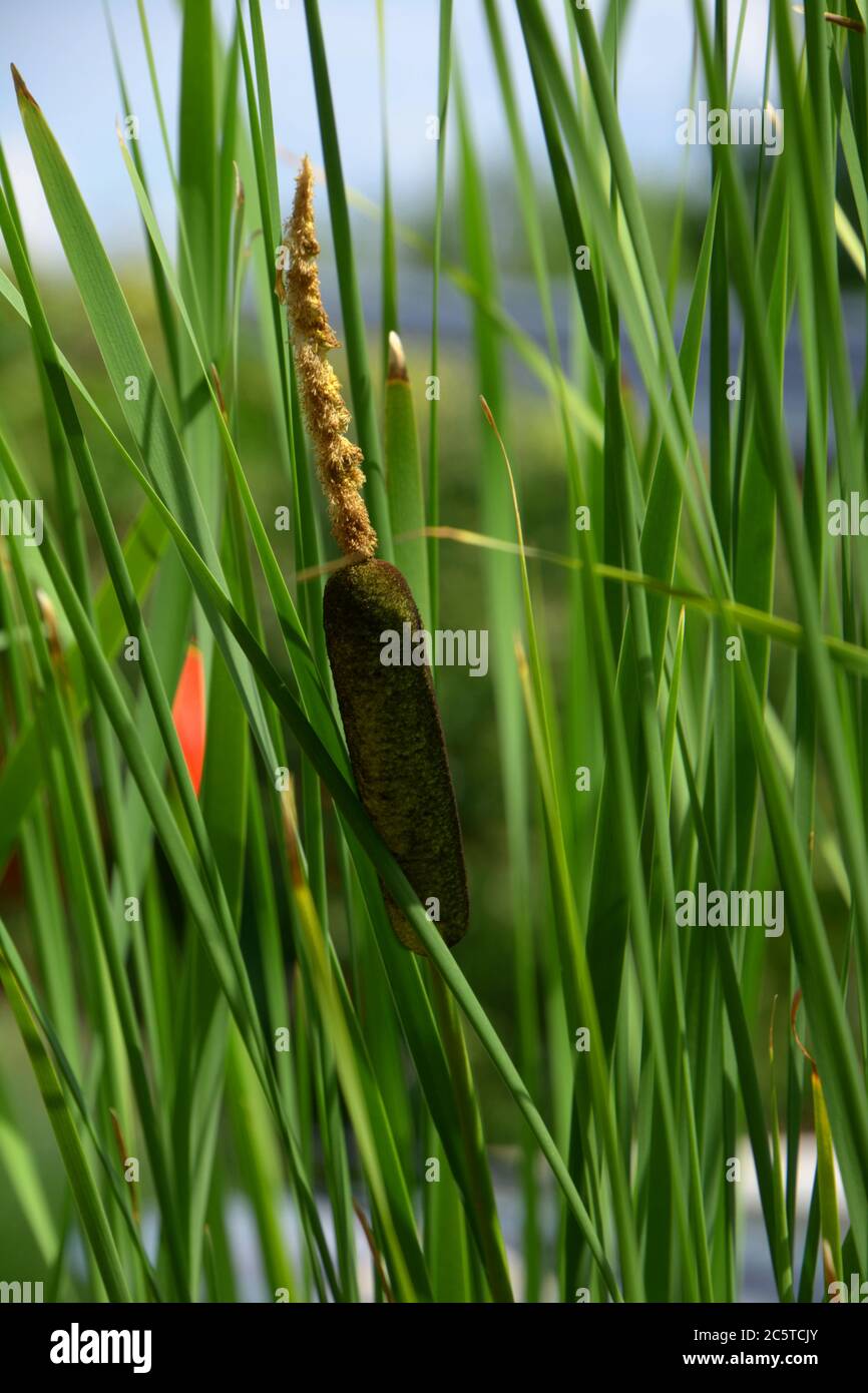 Balrush Bulrush pollen hi-res stock photography and images - Alamy