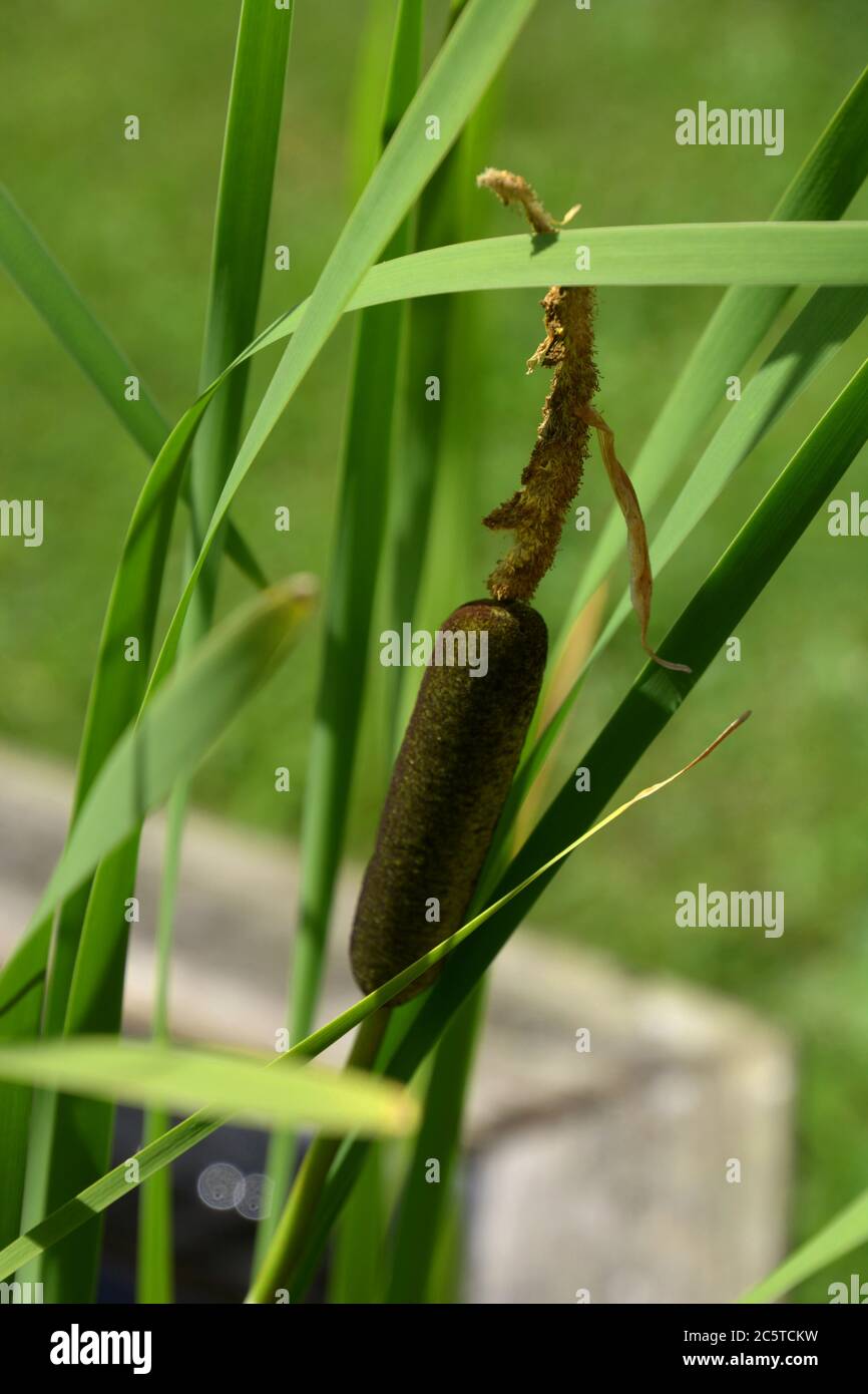 typha plant or cattail or reedmace spike in focus Stock Photo - Alamy