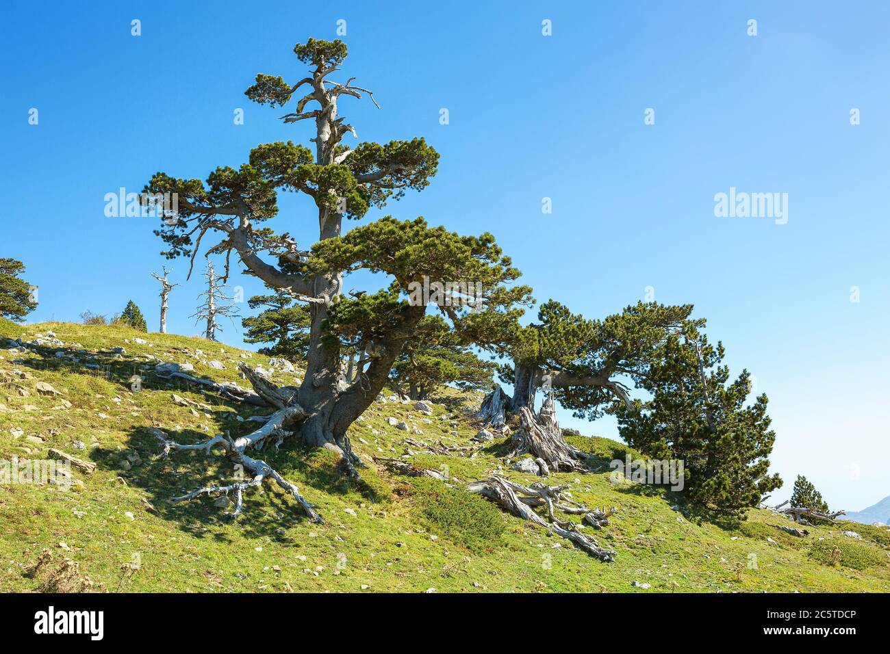 Bosnian pines on top of Serra di Crispo mountain, which is also known as the “Garden of Gods”,  Pollino National Park, southern Italy. Stock Photo