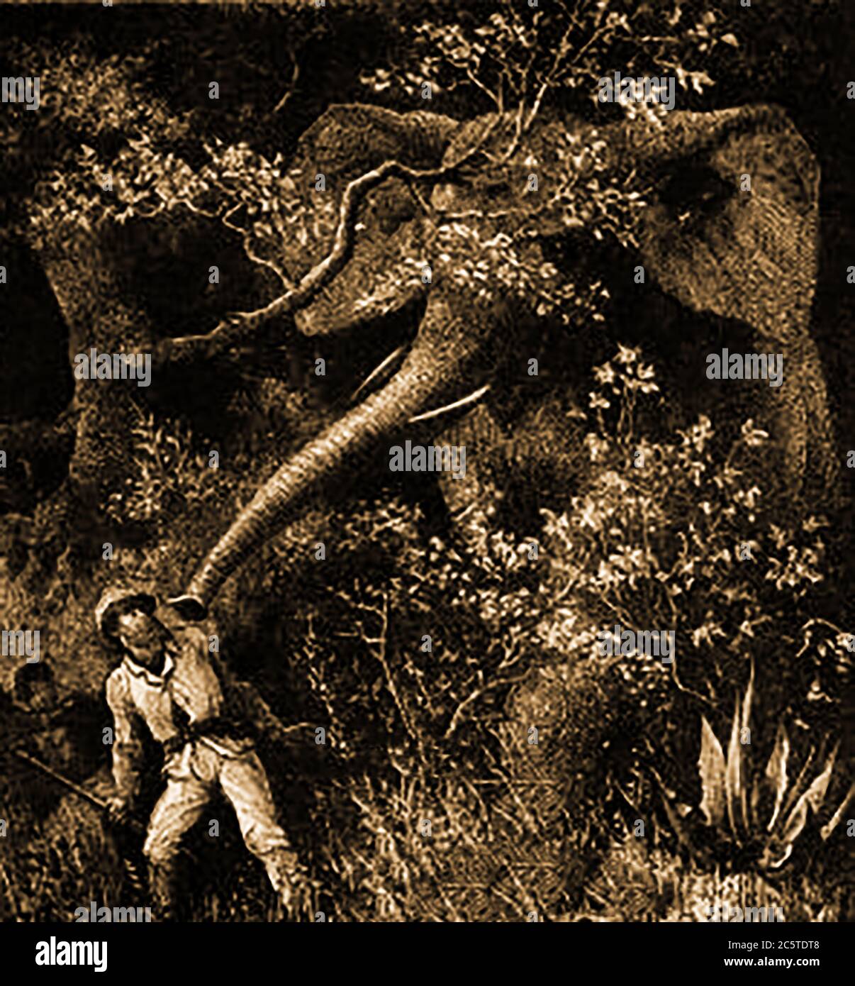 An 1880 illustration from the 'Illustrated Missionary News'. The magazine was formerly published under the title  The Pictorial missionary news edited by Henry Grattan Guinness (1835  - 1910) who was an Irish Protestant Christian preacher, evangelist and author (and others). This picture shows a missionary being attacked by a wild elephant. Stock Photo