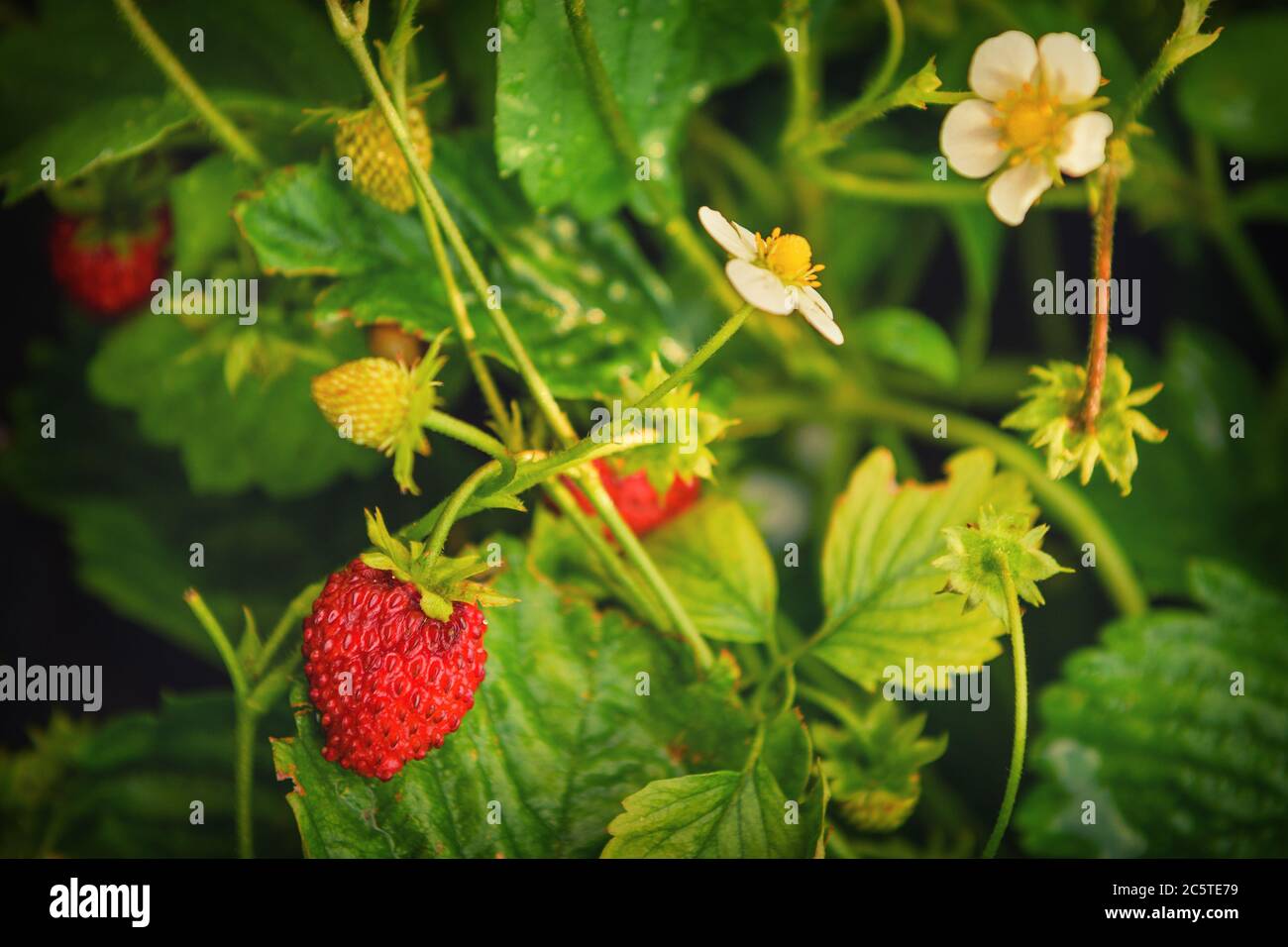 Blooming strawberry with red berries and green foliage, close-up. Stock Photo