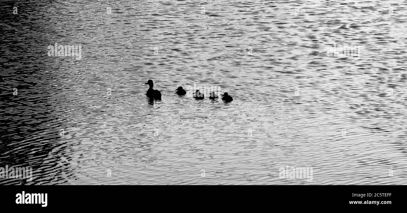 ducks in park lake, madrid Stock Photo
