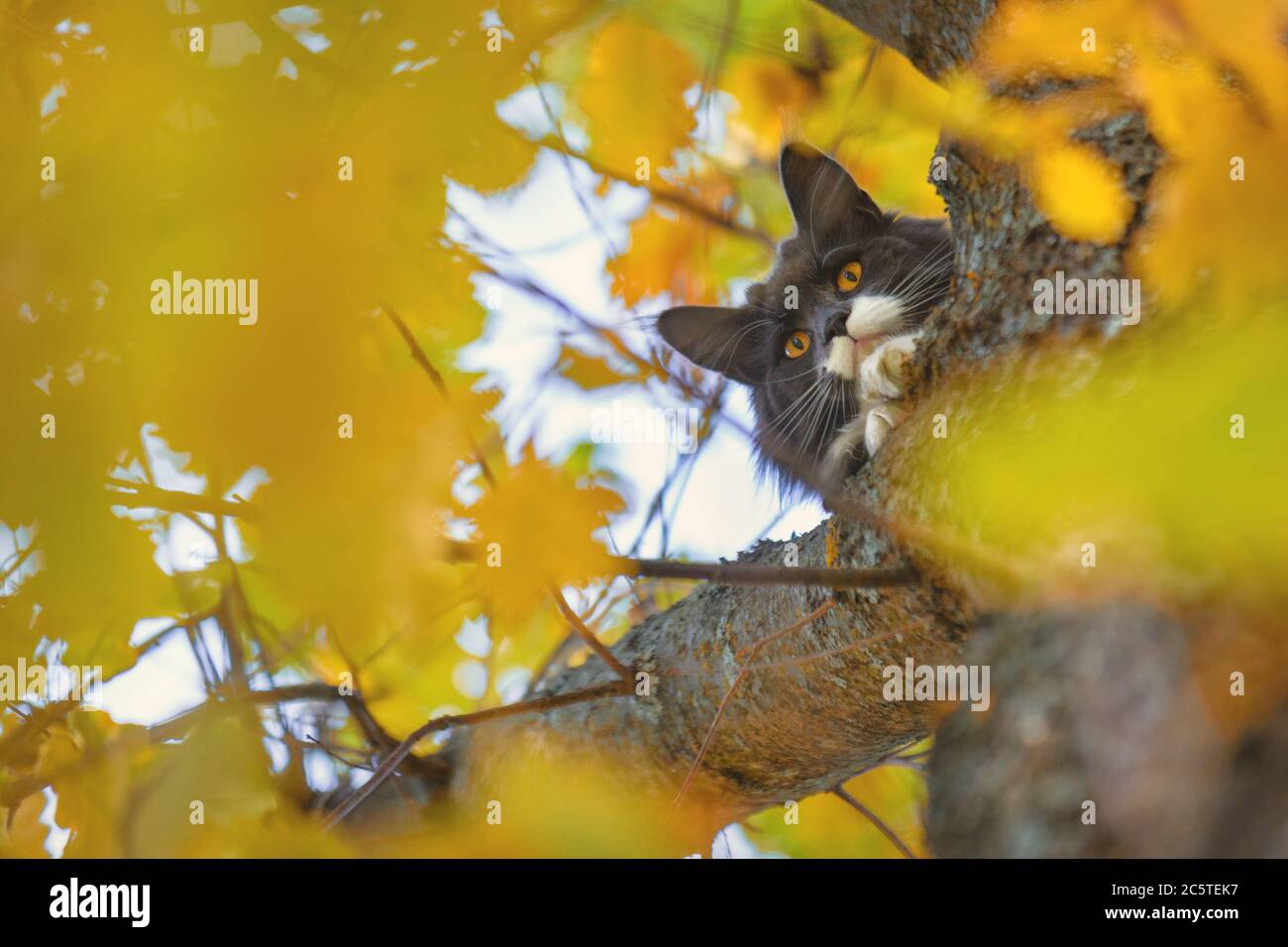 cat on a tree in yellow foliage. Save the cat from the tree. Stock Photo