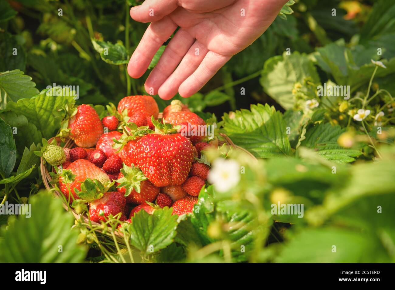 A ripe, juicy, red strawberry lying on a plate, among the green strawberry bushes, in the garden. Stock Photo