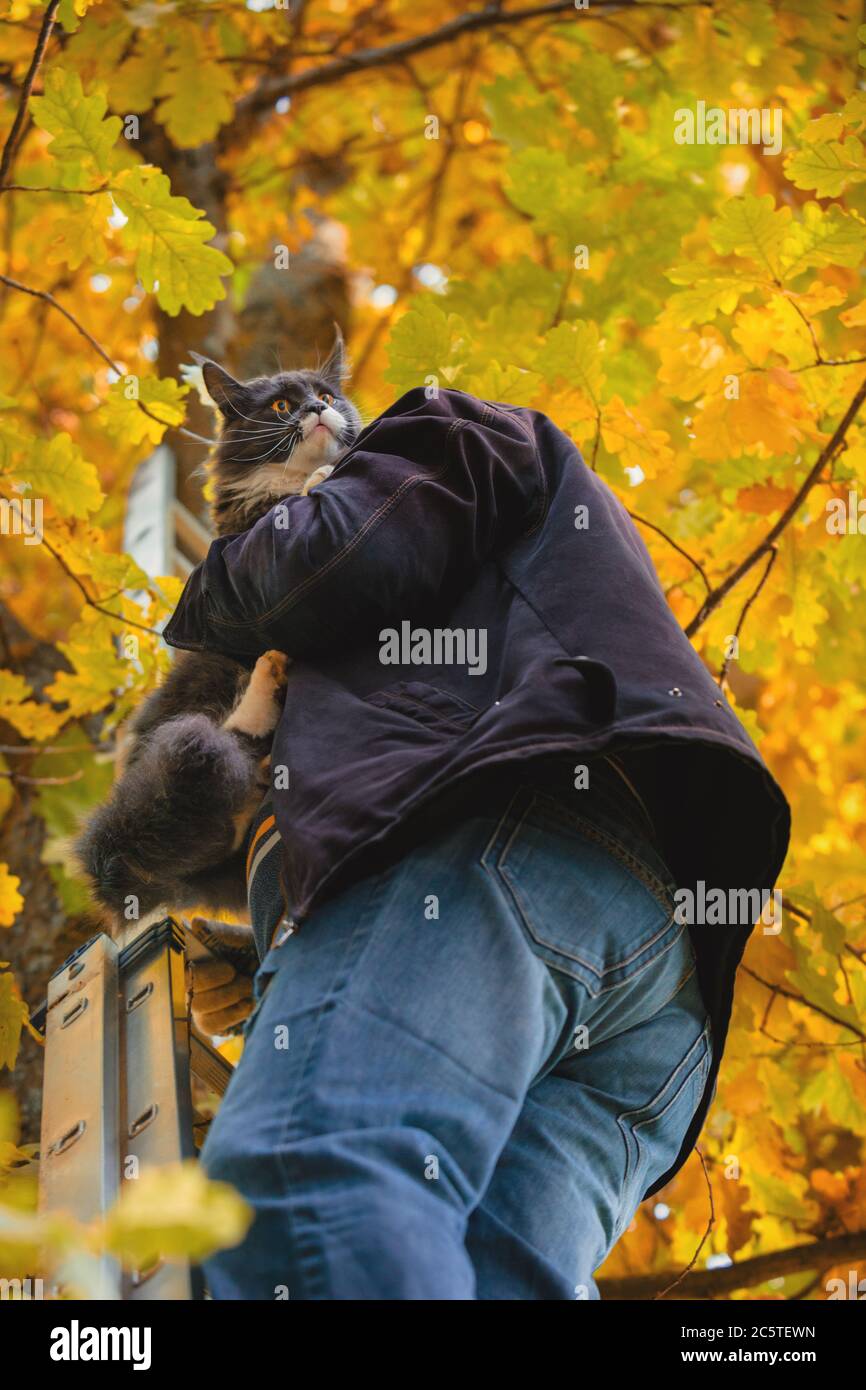Removing cat from tree hires stock photography and images Alamy