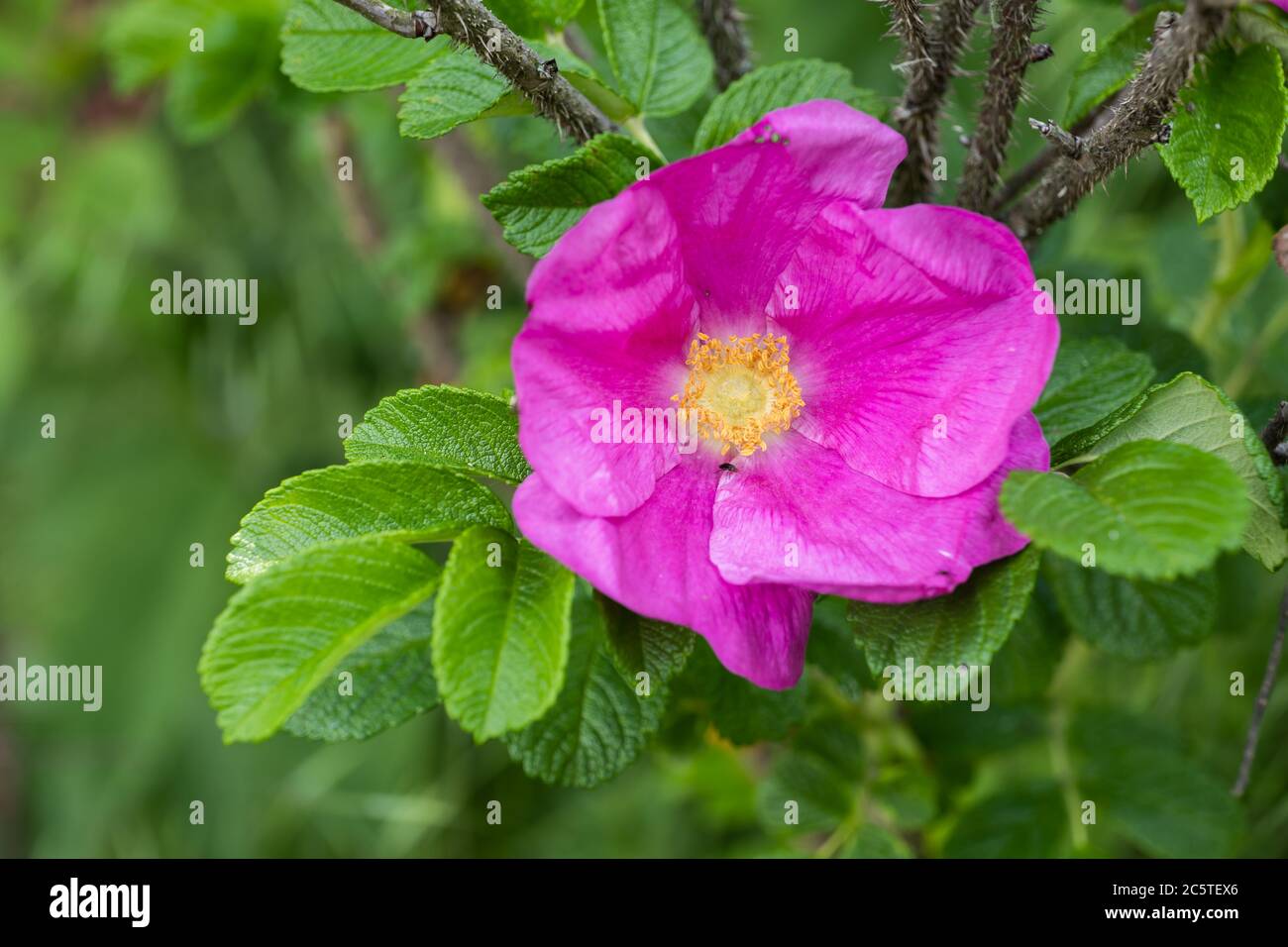 Single blooming flower hi-res stock photography and images - Alamy