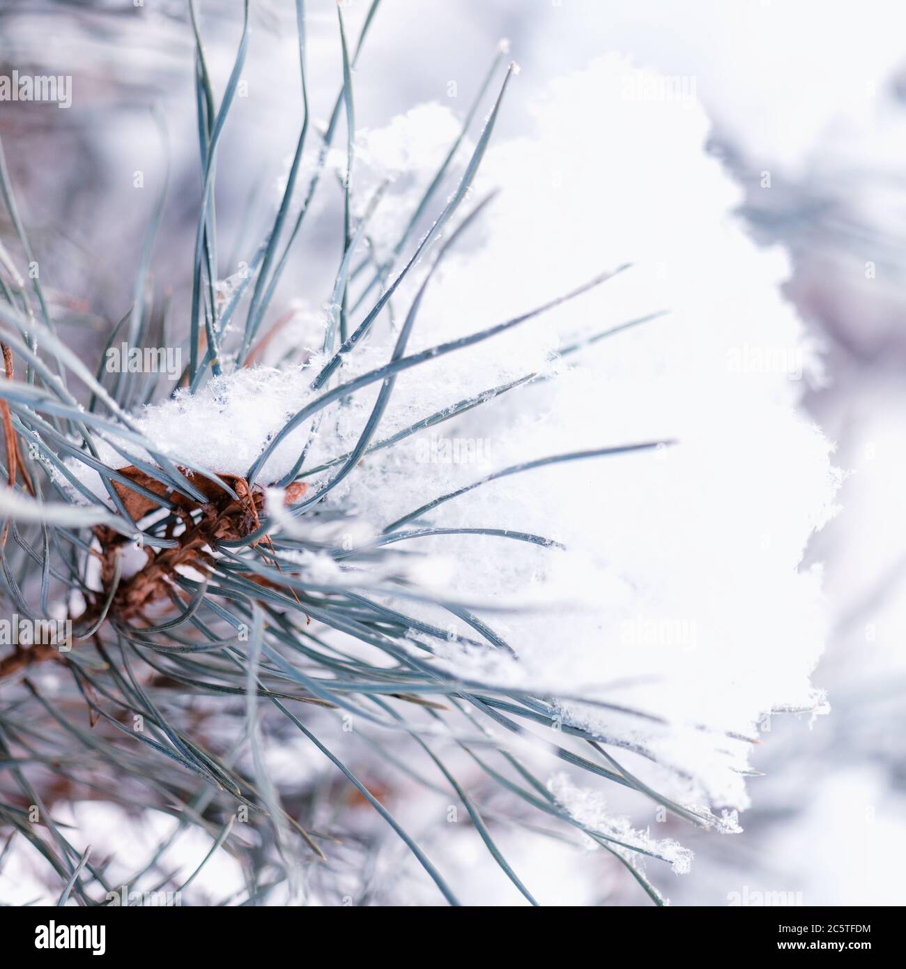 Large blue spruce branch with snow. Winter spruce branch under white snow. Snow on the branches of spruce. Spruce branch on winter day. Stock Photo