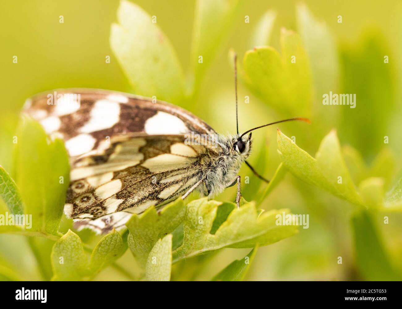 Marbled White butterfly, Melanargia galathea, attractive black and white butterfly, perched on a leaf, Bedfordshire, UK, summer 2020 Stock Photo