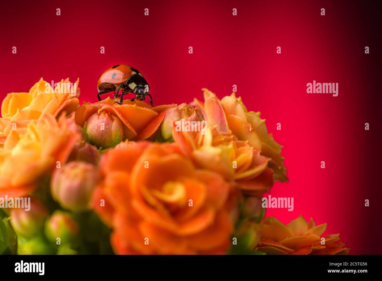 Beautiful ladybug on a beautiful flowering flower 'Kalanchoe blossfeldiana', on a bright background background, close-up Stock Photo