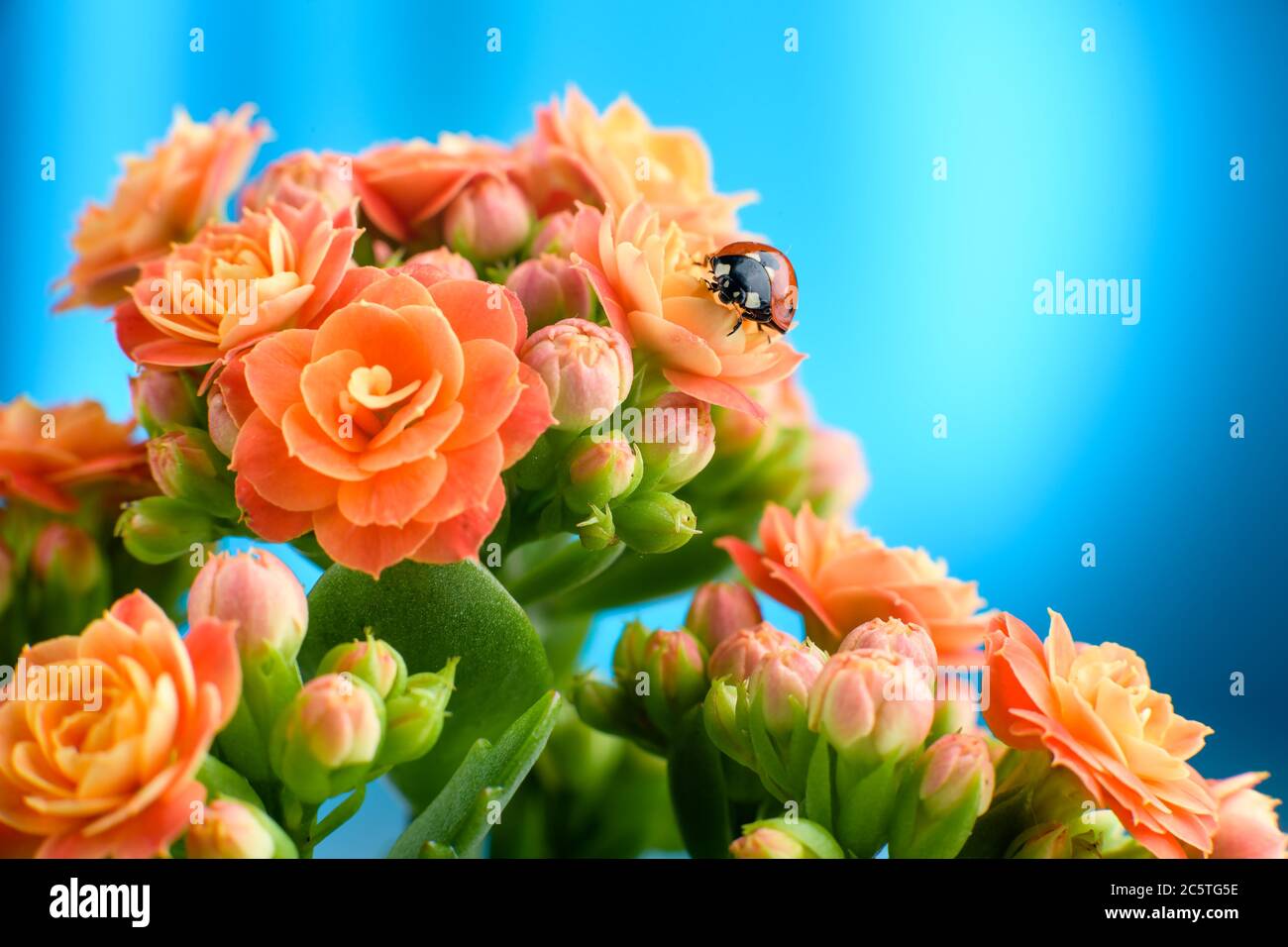 Red ladybug on a beautiful flowering flower, close-up with a blue sky in the background. Stock Photo