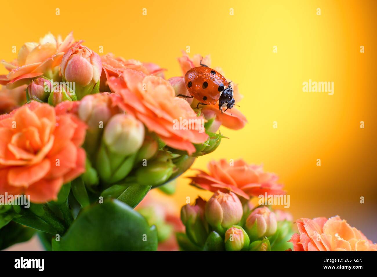 Red ladybug on a beautiful flowering flower, close-up with a sunny background in the background. Stock Photo