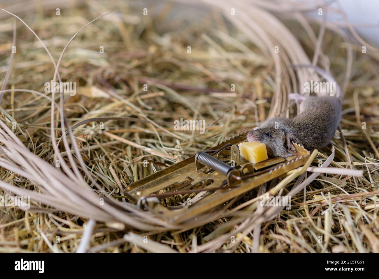 A mousetrap with a gnawed piece of cheese against the backdrop of the hay in the shed, into which a gray mouse caught. Stock Photo