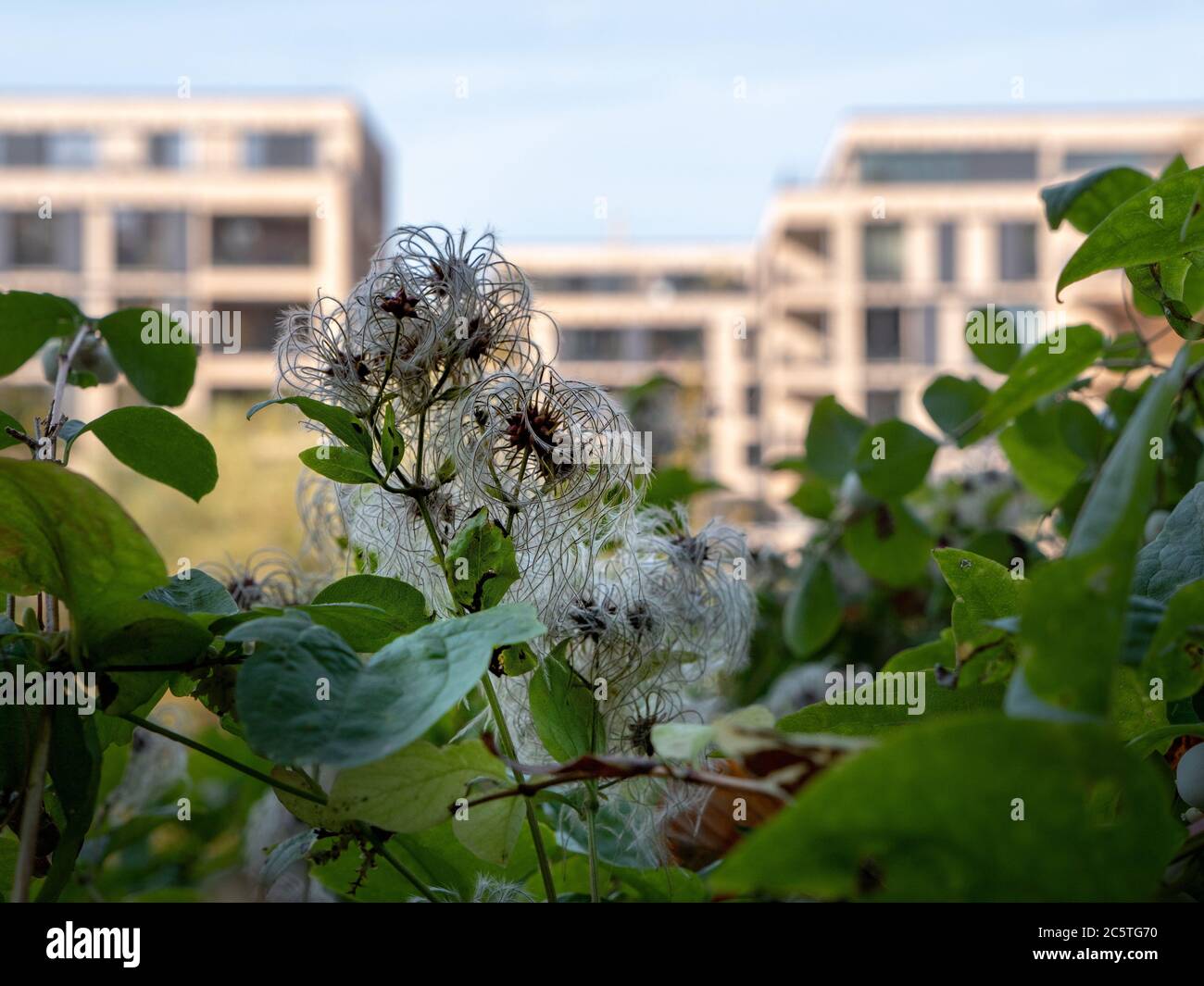 Common clematis - Clematis vitalba - with modern houses as background - detail shot.jpg Stock Photo